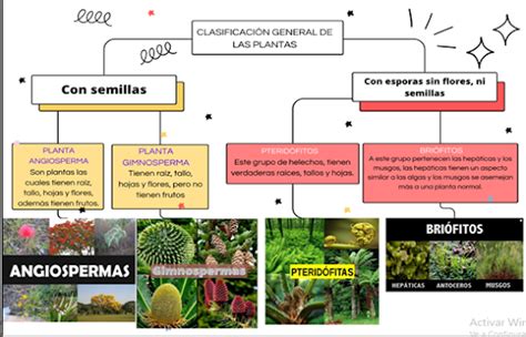 TAXONOMÍA Y MORFOLOGÍA DE LAS PLANTAS