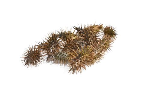 Rough Cocklebur Xanthium Strumarium Stock Image Image Of