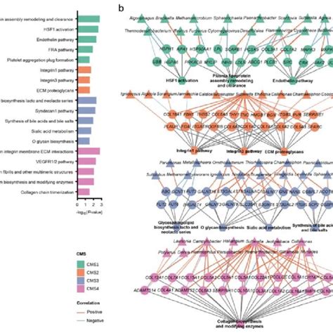 CMS Specific Characteristics Of Intratumoral Microbiota A Alpha