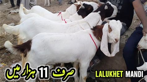 Lalukhet Bakra Mandi Rates On 26 Feb Bakra Mandi Karachi 2023