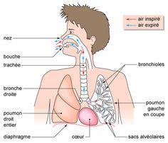 10 idées de Respiration anatomie du corps humain anatomie du corps