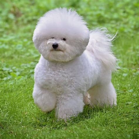 Bichon Frise Dog Breed Information - The Dogman