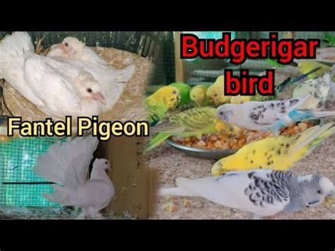 Pigeon Farming In Assam Fantail Pigeon Farming Budgies Parrot