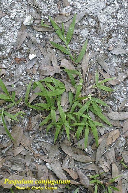 Paspalum Conjugatum Photos ISB Atlas Of Florida Plants ISB