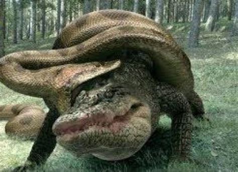 Titanoboa Vs Crocodile