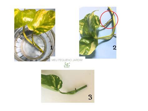 Planta Jiboia Na Gua Dicas Essenciais Para O Sucesso No Cultivo