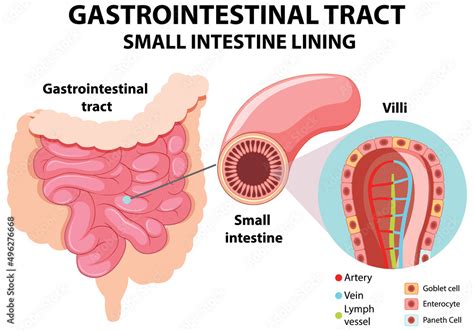 Diagram showing gastrointestinal tract Stock Vector | Adobe Stock