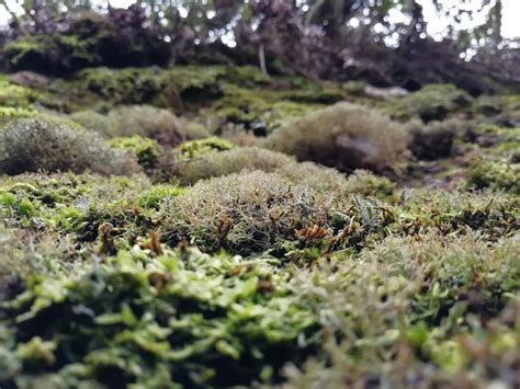 Premium Photo Close Up Of Moss On Land