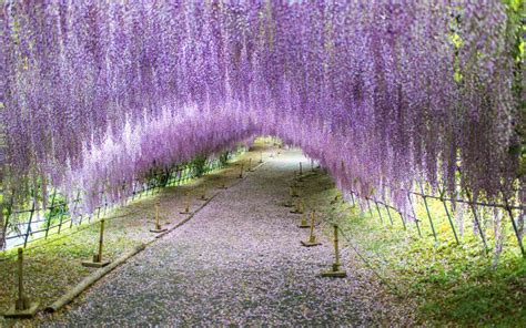 Where To See The Best Wisteria Blooms In Japan This Spring