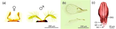 The Morphological Character Of Trichogramma Chilotraeae Antenna A Download Scientific