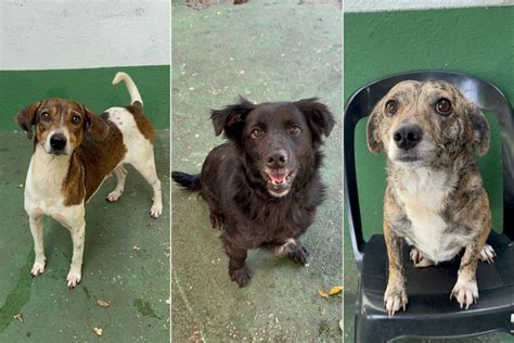 Cães resgatados nas enchentes do RS podem ser adotados em Santos SP