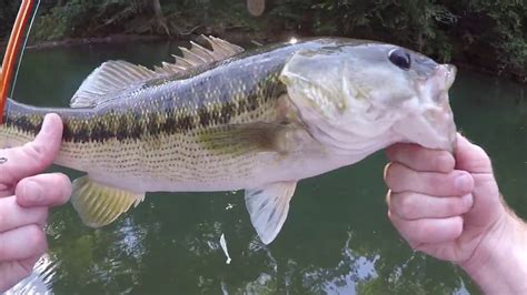 Bass Fishing In A Small Urban River Youtube