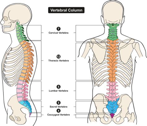 Whole Spine Mri Scan Cost In Joya Affordable Lumbar Cervical Mri