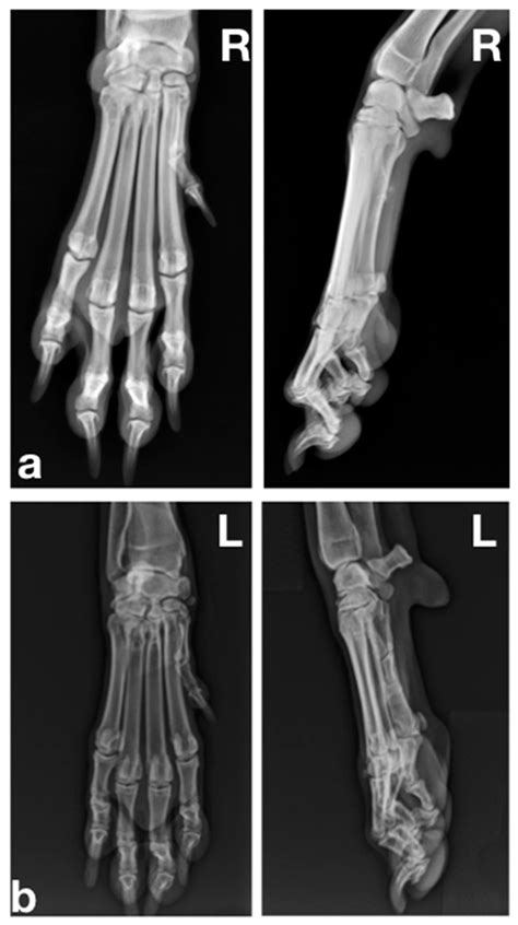 dog foot cut 6