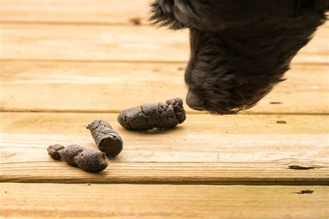 Warum fressen Hunde ihren Kot 5 Gründe Gegenmaßnahmen