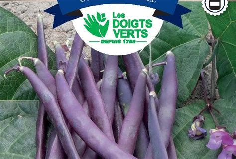 Haricot Rames Cosses Violettes G Graines De Haricots