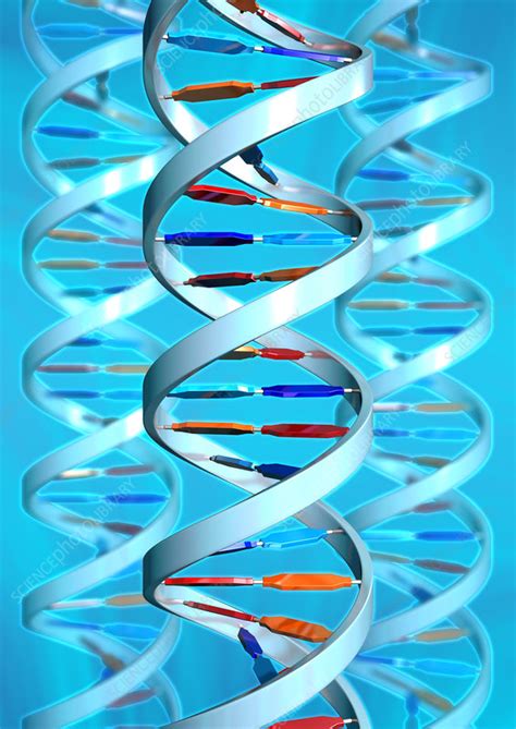 DNA helices - Stock Image - G110/0765 - Science Photo Library