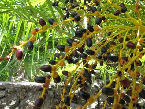 Dwarf Date Palm Tree - Phoenix roebelenii