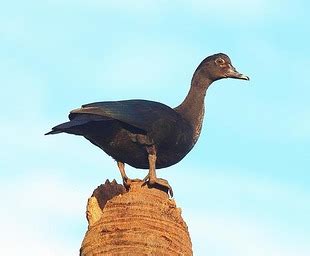 Pato Do Mato Preto - pato-do-mato (Cairina moschata) | WikiAves - A Enciclopédia das Aves do ...