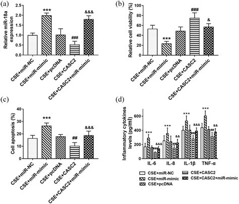 MiR 18a 5p Reversed The Influence Of CASC2 On Cell Apoptosis And