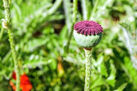 Darmowy Obraz Poppy Natura Flora Lato Pola Kwiat Trawy Li Ci