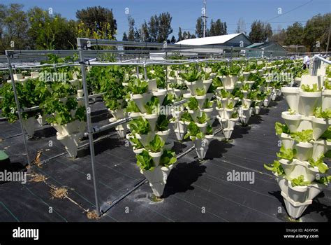 Assorted Vegetables Grow At Hydroponics Farm In Ruskin Florida Tampa