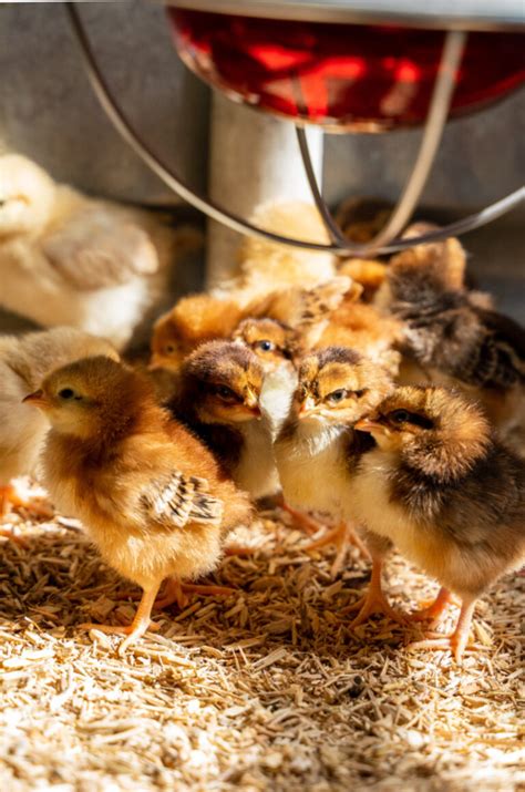 Everything You Need to Know About Brooder Temperature for Baby Chicks ...