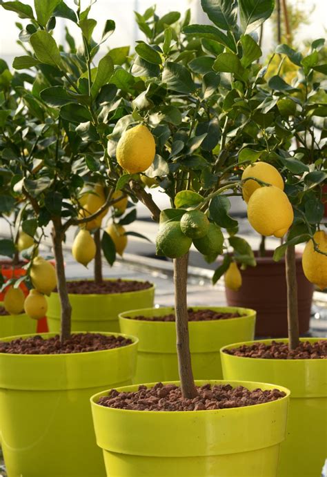 Le Citronnier En Pot Plantation Taille Et Entretien