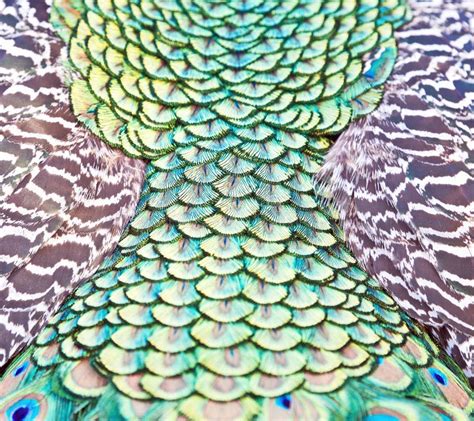 Peacock Wing Feathers Close-up Stock Photo - Image of peacock, wing ...