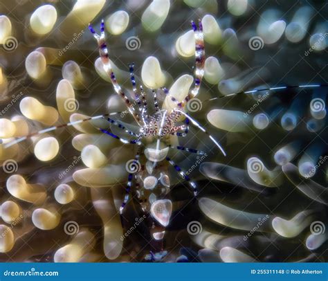 A Spotted Cleaner Shrimp Periclimenes Yucatanicus In Cozumel Stock