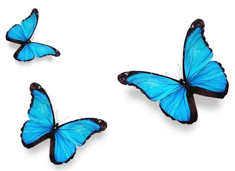 Three Blue Butterflies Morpho Isolated On White Stock Image