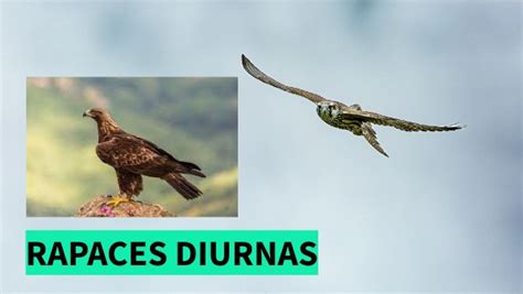 Rapaces Diurnas