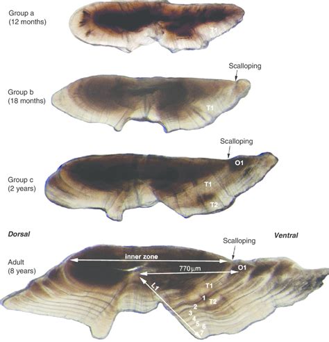 Photomicrographs Taken Using Transmitted Light Of Representative