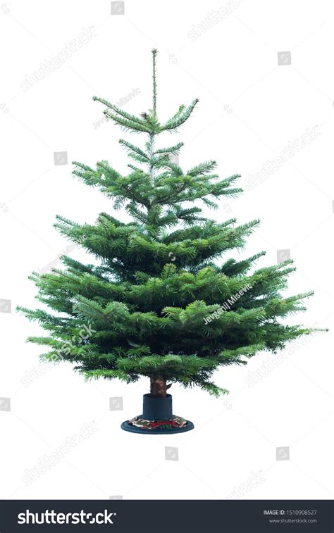 Naked Christmas Tree Isolated White Background Stock Photo Shutterstock