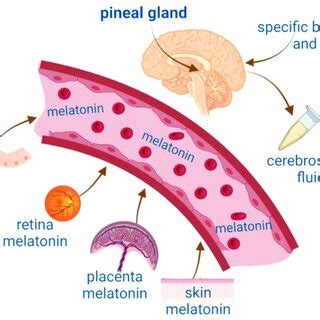 Melatonin biosynthetic pathway. Melatonin biosynthesis in the pineal... | Download Scientific ...