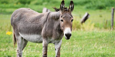 150 Cute And Funny Donkey Names 2023