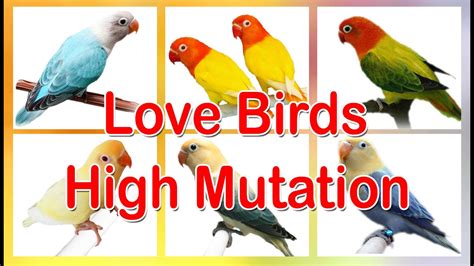 Best 10 Steps, Love Birds Mutation Guide Updated 2021