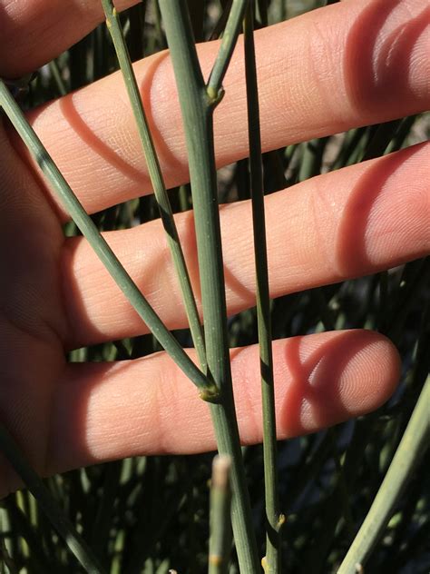 Nevada Ephedra Common Vegetation Species Carson City District Nv