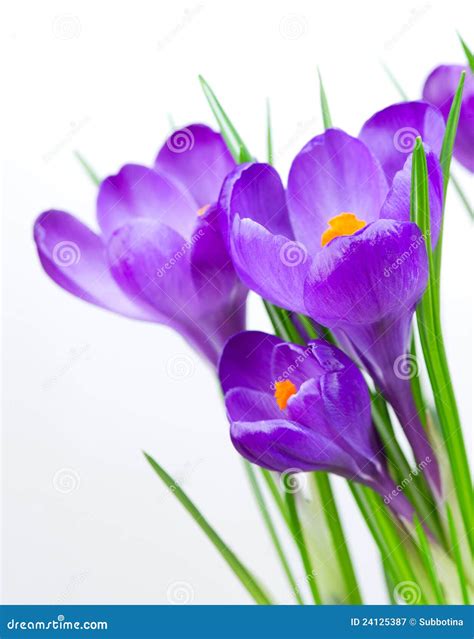 Crocus Spring Flowers Royalty Free Stock Photography - Image: 24125387