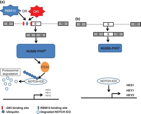 Functional Roles Of Alternative Splicing Factors In Human Disease