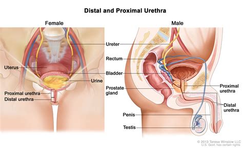 Urethra Stretching Stories Porn Sex Photos