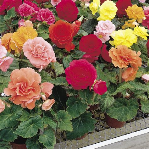 Nonstop® Mix - Tuberous Begonia - Begonia x tuberhybrida | Proven Winners