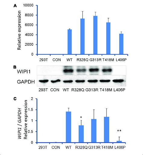 Wipi Variants And Their Expression Of Mrna And Protein Human Hek