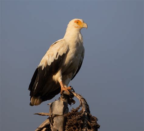 Palm-nut Vulture – Gypohierax angolensi | Buckham Birding