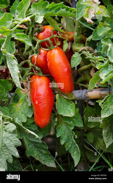 Cultivo de tomate San Marzano en planta en casa y jardín España