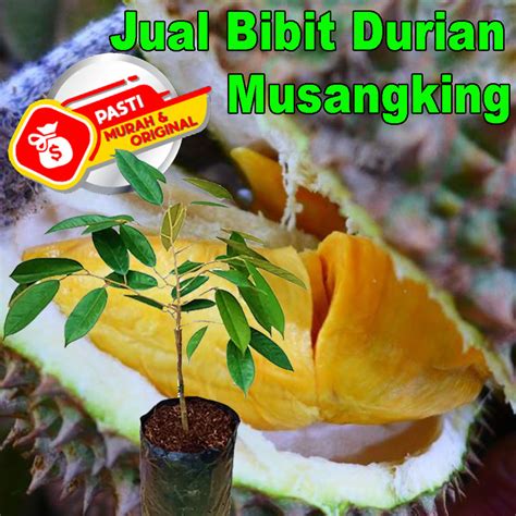 Bibit Durian Musangking Musang King Durian Tree Musang King C Y S U