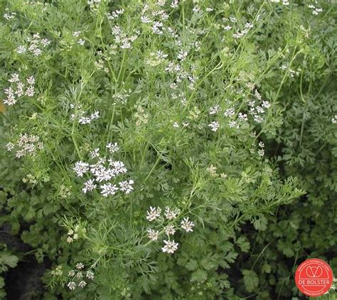 Koriander Coriandrum Sativum De Bolster Online Biologisch