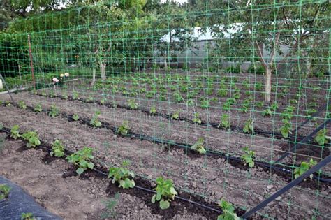 Sistema De Irriga O Do Gotejamento Ao Crescer Vegetais Na Terra Aberta