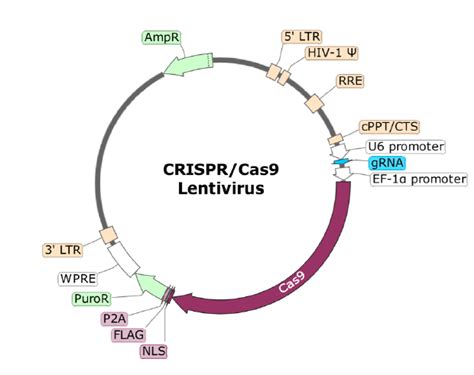 Pd 1 Crisprcas9 Lentivirus Non Integrating Bps Bioscience