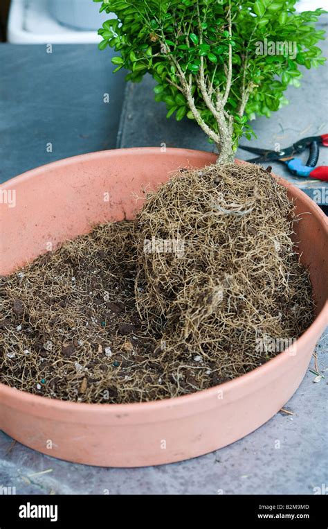 Bonsai Tree With Roots Exposed Waiting To Be Transplanted Stock Photo